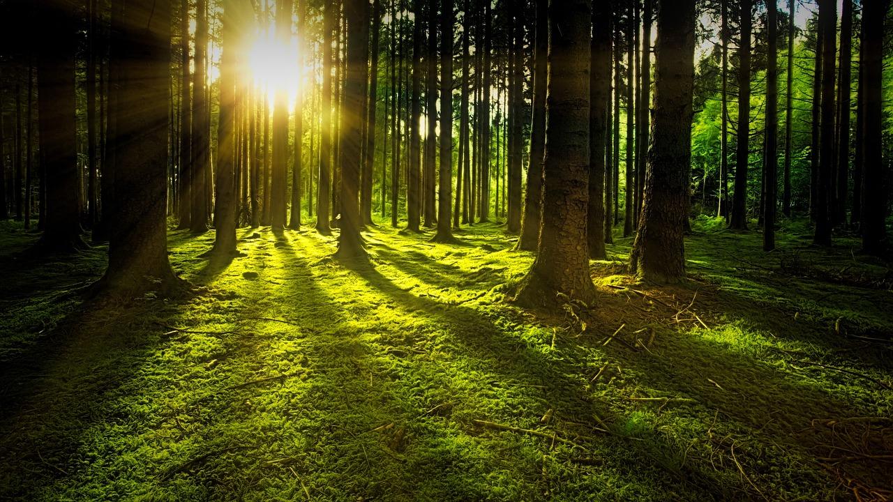 Forest